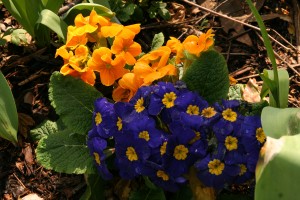 cheerful-primroses