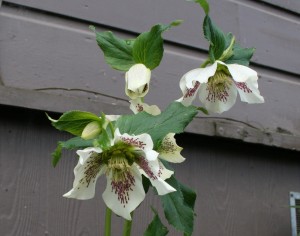 Helleborus 'White Lady Spotted' White Lady Hellebore