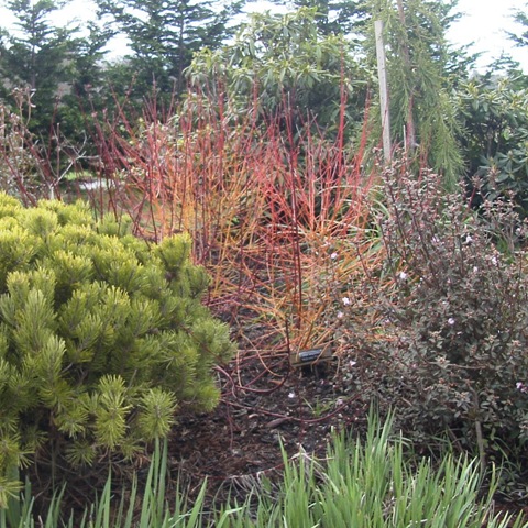 Transplant+red+twig+dogwood+bush