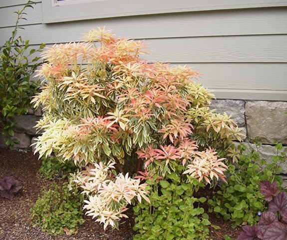 Silver+variegated+dogwood+shrub