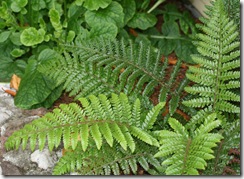 Tassel Fern