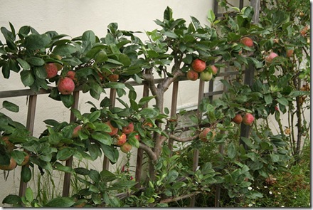Espaliered Apples photo by pipiwildhead on Flickr Espaliered Apples photo by pipiwildhead on Flickr