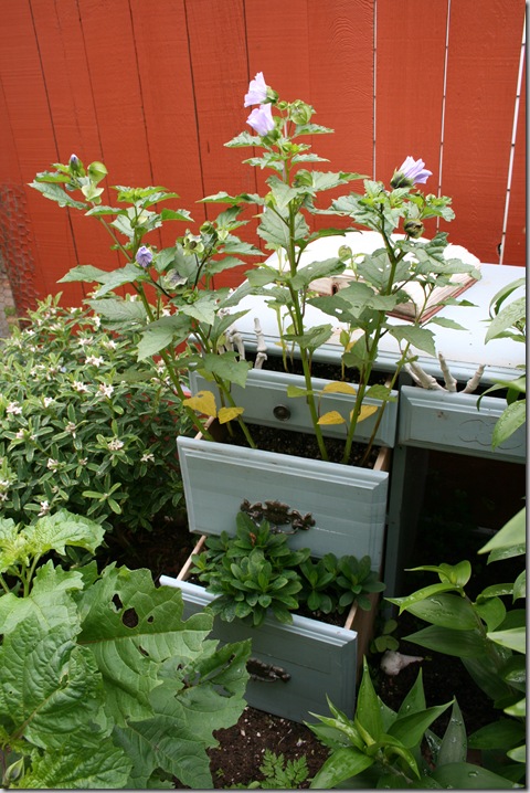 Possibly a Solanum growing out of the dresser drawers