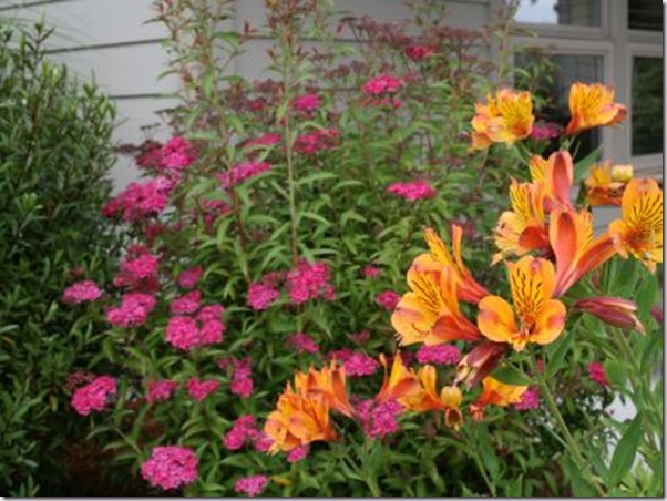 Post image for I Love Alstroemeria! And: A Cool Trick For Pruning Them (Video Tutorial)