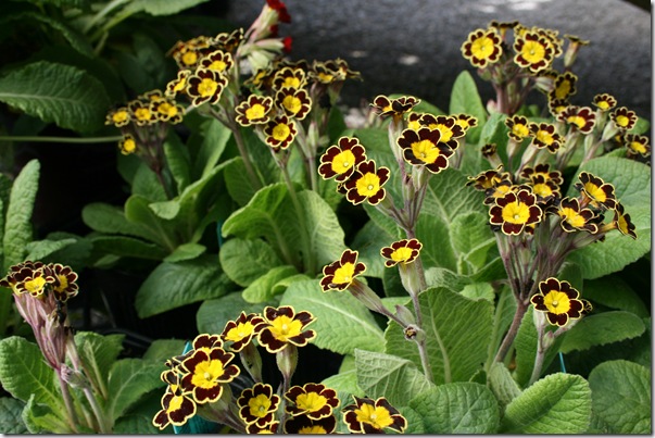 Primula polyantha 'Gold Lace Black'