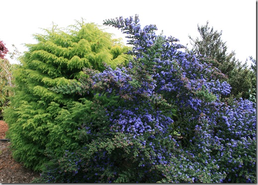 Ceanothus and Cryptomeria Ceanothus and Cryptomeria