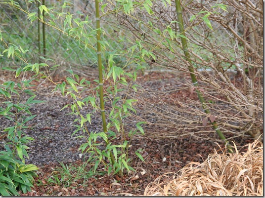 Bamboo, Bamboo Everywhere