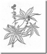 castor-bean_sm