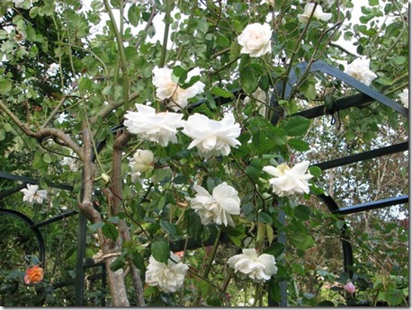Fickle Hill Old Rose Nursery Climbing White Rose