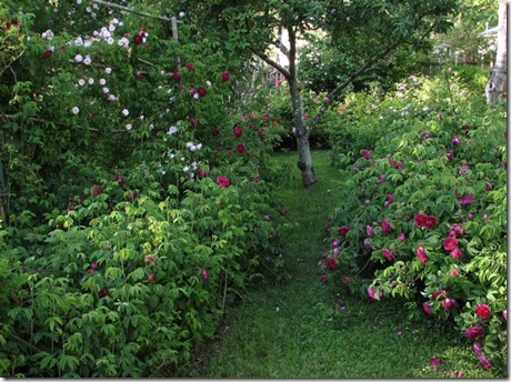 Fickle Hill Old Rose Nursery Gorgeous Roses