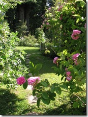 Fickle Hill Old Rose Nursery Pathway