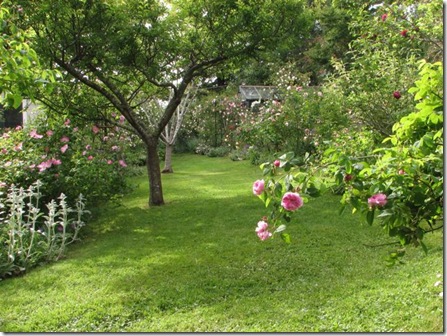 pruning a knockout rose