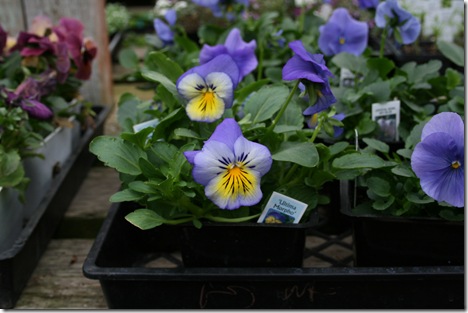 Ultima Morpho Pansies at MFN
