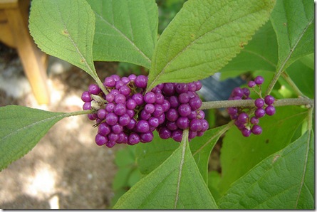 Callicarpa 'Profusion' photo by Andreana on Flickr via CC Attribution License