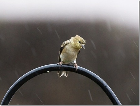 Female Goldfinch photo by KevinCole on Flickr Female Goldfinch photo by KevinCole on Flickr
