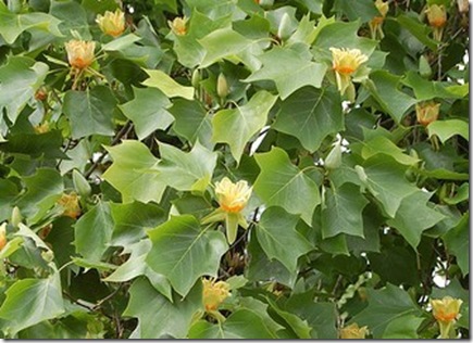Liriodendron tulipifera photo by alexloma on Flickr CC attribution license Liriodendron tulipifera photo by alexloma on Flickr CC attribution license