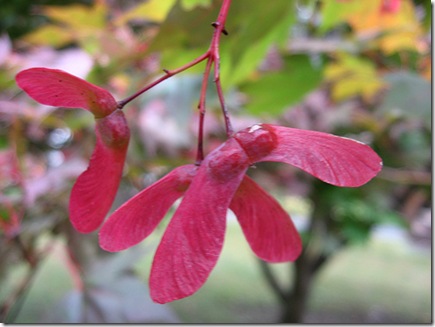 Maple Wings photo by garden_love on Flickr via CC Attribution License Maple Wings photo by garden_love on Flickr via CC Attribution License