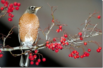 American Robin
