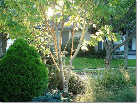 Snakebark Maple photo by nordique on Flickr CC Attribution license Snakebark Maple photo by nordique on Flickr CC Attribution license