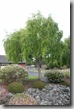 Post image for Do Landscapers Listen to Our Own Advice? Plants We’d Never Plant at Home (Part Two)