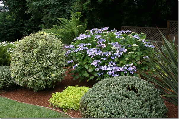 Shrubs "skirted" and edges weeded