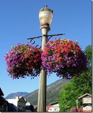 hanging flower basket
