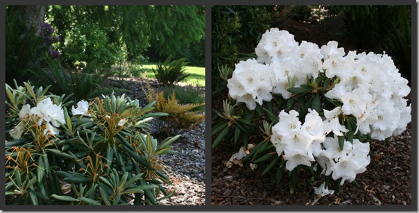 Rhododendron 'Senator Jackson'