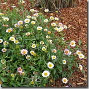 Erigeron karvinskianus