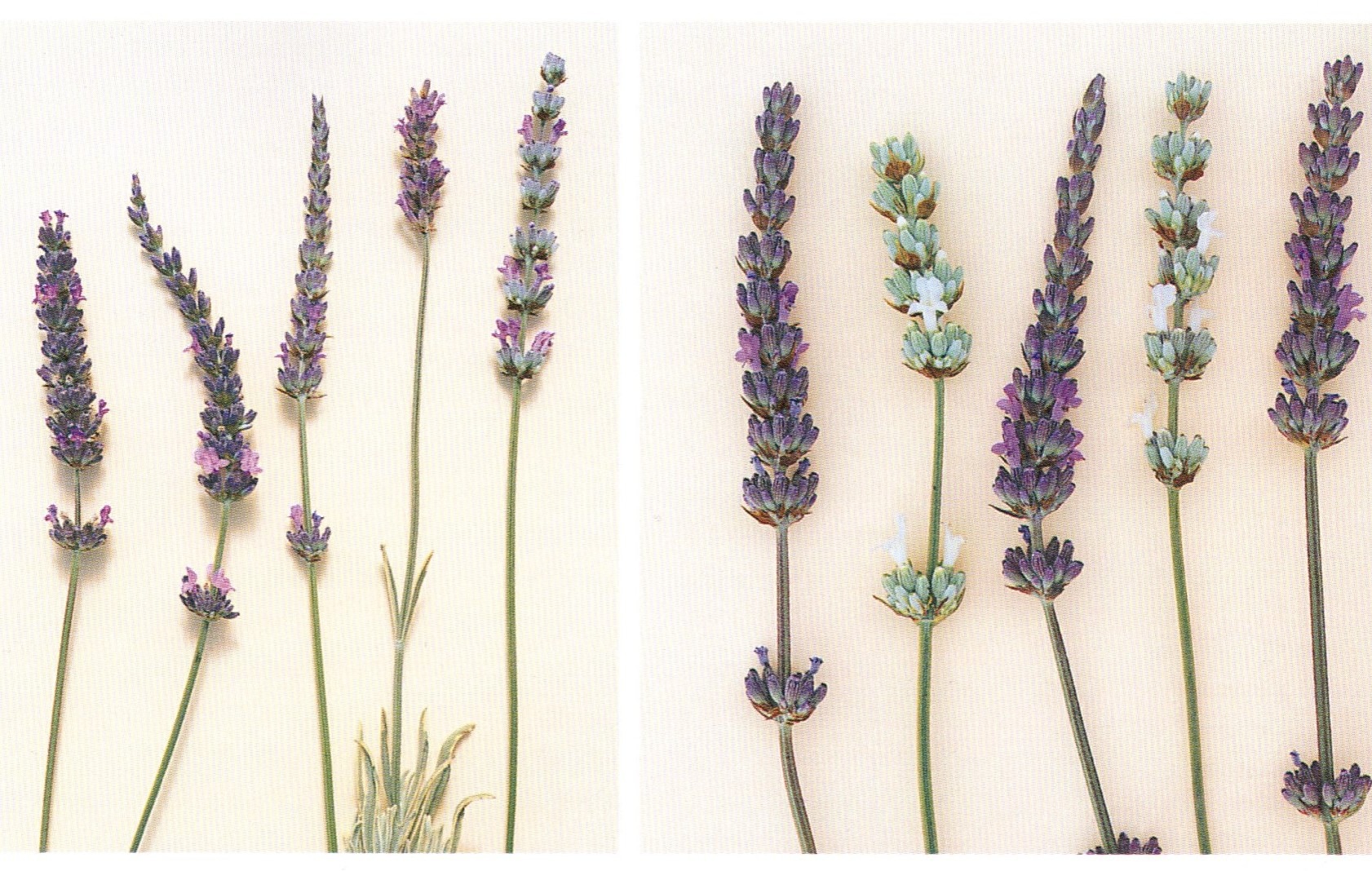 Lavenders Flowers