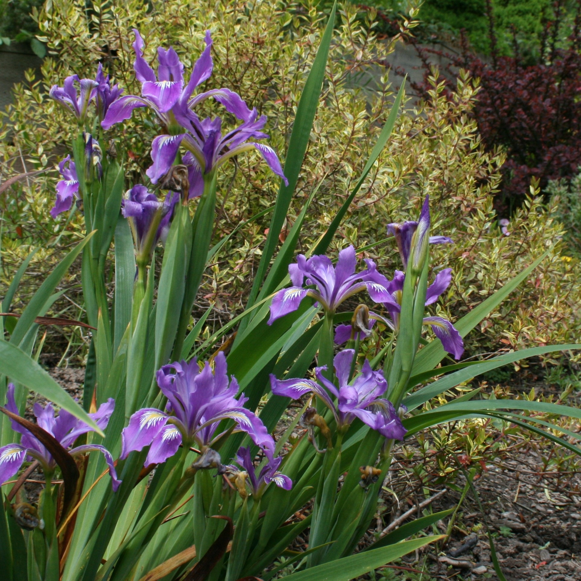 california native iris