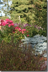 Deutzia and picea with flower carpet rose