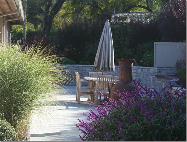 Variegated Miscanthus and Salvia leucantha