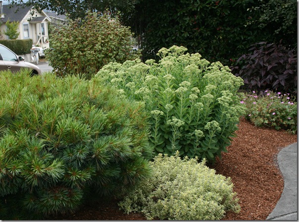 White Pine, Variegated Oregano, Sedum Autumn Joy