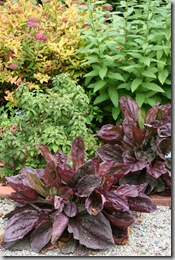 Plantago major 'Purpurea' photo courtesy Genevieve Schmidt