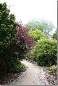 dark plants along path