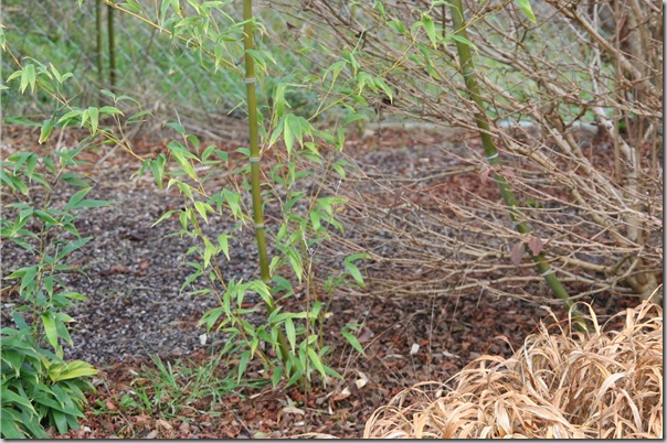 Bamboo, Bamboo Everywhere Bamboo, Bamboo Everywhere