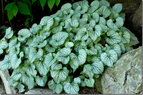 jack frost plant