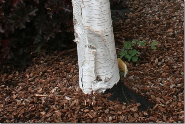 Poor tree - no room to grow! - Copy Poor tree - no room to grow! - Copy