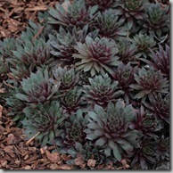 Succulent awesome