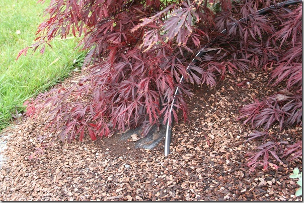 Weeping plants plus landscaping fabric plus irrigation tubing - ugh. Weeping plants plus landscaping fabric plus irrigation tubing - ugh.
