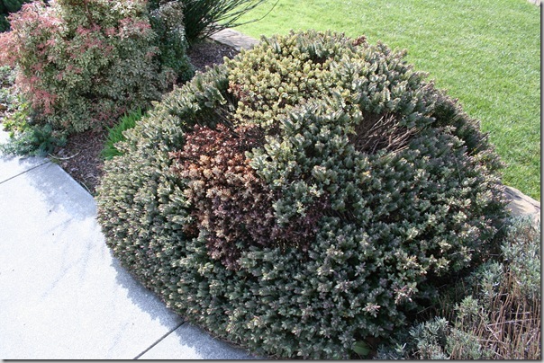 dog urine damage on plants dog urine damage on plants