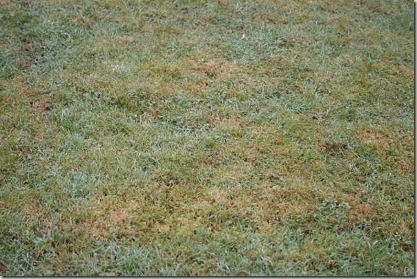 shady, acidic lawn shady, acidic lawn