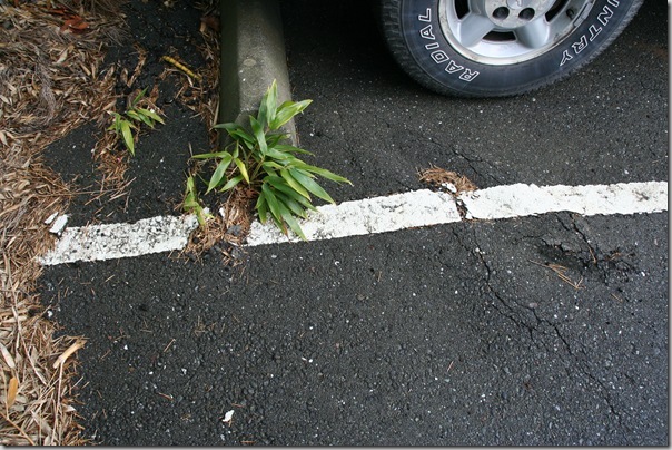 why you should use a barrier when planting bamboo (2) why you should use a barrier when planting bamboo (2)