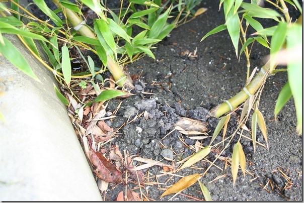 why you should use a barrier when planting bamboo why you should use a barrier when planting bamboo