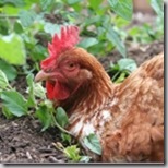 EsthertheChicken_thumb1-150x150