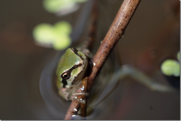 frogs invite contemplation frogs invite contemplation