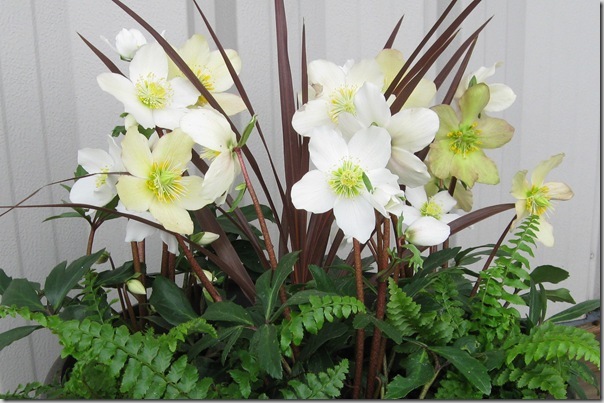 Hellebore Jacob from Skagit Hellebore Jacob from Skagit