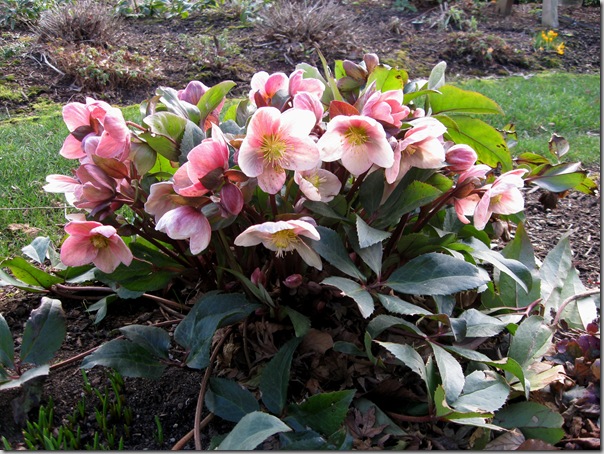 Hellebore Pink Frost from Skagit Hellebore Pink Frost from Skagit
