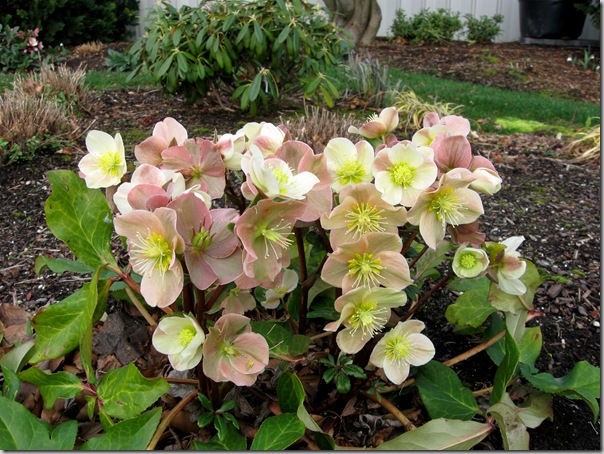 Helleborus Cinnamon Snow from Skagit Helleborus Cinnamon Snow from Skagit