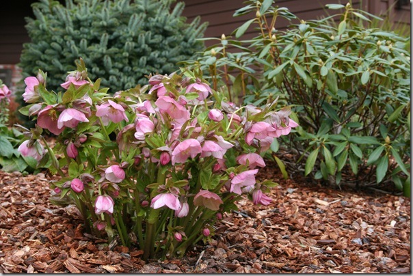 helleborus orientalis helleborus orientalis